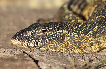 Nile Monitor, Kruger National Park