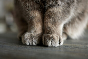 close-up of gray British cat paws sitting on the table.