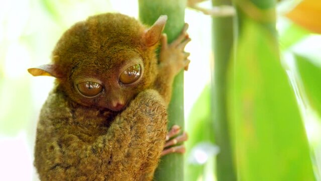Close up shot of Philippine Tarsier in its natural habitat in Bohol Island, Philippines.