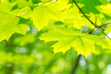 Spring landscape, background - view of the maple leaves on the branch in the deciduous forest on a sunny day, closeup, with space for text