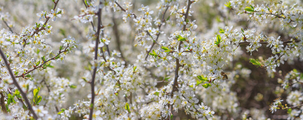 Spring background, horizontal banner - flowers of plum tree, interlacing of branches, selective focus, close up