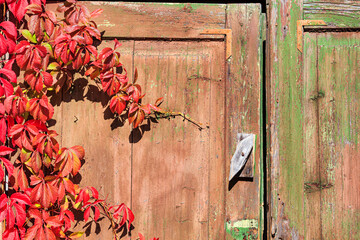 Old wooden stable gate of the boards with shabby paint with branches of autumn grapes. Fragment of closed wooden gate, closeup