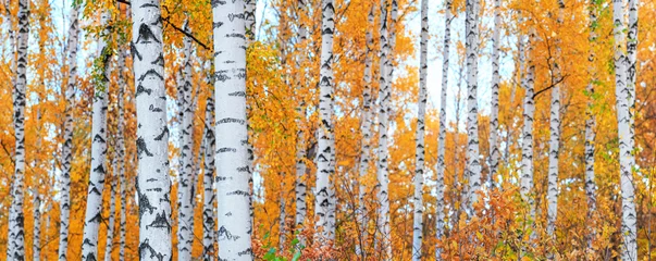 Papier Peint photo Bouleau Bosquet de bouleaux le jour d& 39 automne ensoleillé, beau paysage à travers le feuillage et les troncs d& 39 arbres, panorama, bannière horizontale