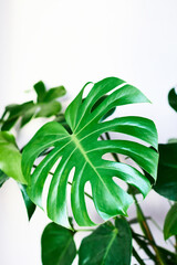 Beautiful monstera leaf on a light background. Home exotic flowers, home plant care