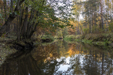Bright fall foliage on trees in yellow, red, orange and green colors. The rays of the setting sun illuminate the forest. Clean nature, ecology, seasons, environmental protection.