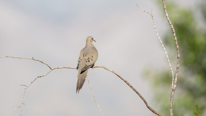 A mourning dove perches on a bare creosote branch facing away from camera with it's head turned to the side. 