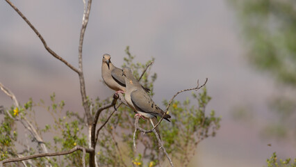 A pair of mourning doves perch in the bare branches of a creosote bush with out of focus branches and the grey slope of a distant mountain in the background. 