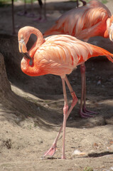K&ouml;ln Zoo: Die Flamingos sind die einzige Familie innerhalb der Ordnung der Phoenicopteriformes