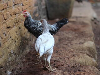 two free-range chickens, a female and a male
