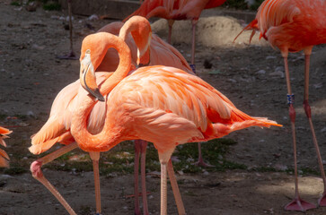 Fototapeta na wymiar Köln Zoo: Die Flamingos sind die einzige Familie innerhalb der Ordnung der Phoenicopteriformes 