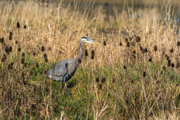Birds in Ridgefield National Wildlife Refuge, Washington State