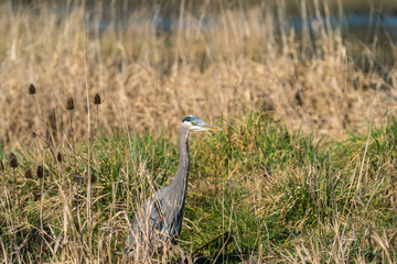 Birds in Ridgefield National Wildlife Refuge, Washington State