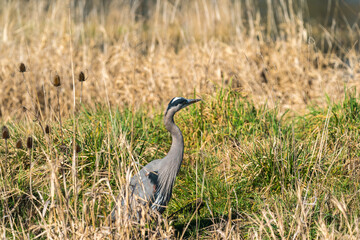 Heron Birds in Ridgefield National Wildlife Refuge, Washington State