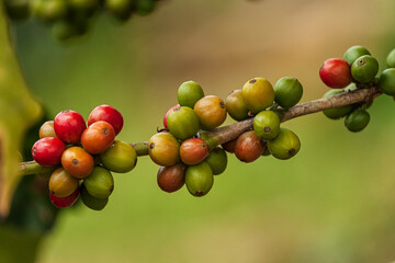 Colombian Coffee