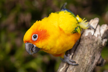close up shot of sun parakeet (Aratinga solstitialis)