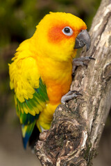 close up shot of sun parakeet (Aratinga solstitialis)