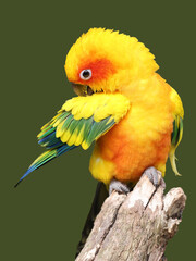 close up shot of sun parakeet (Aratinga solstitialis)
