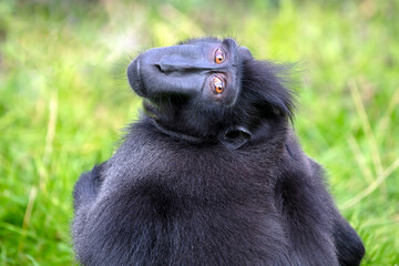 ape portrait, crested black macaque, Sulawesi crested macaque, black ape