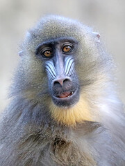 mandrill baboon monkey, Mandrillus sphinx