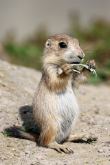 Prairie dog, genus Cynomys, cute little rodent
