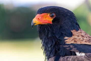 close up portrait of bateleur, Terathopius ecaudatus, bird with orange beak