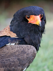 close up portrait of bateleur, Terathopius ecaudatus, bird with orange beak