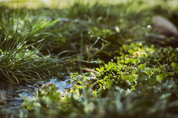 Water on the lawn