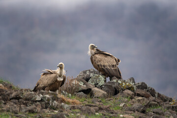 Griffon vultures searching for food. Vulture moving in the Bulgaria mountains. Scavenger during winter. European nature.