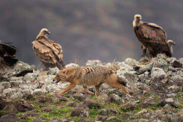 Golden jackal and griffon vultures searching for food. Jackal and vulture moving in the Bulgaria mountains. Scavengers during winter. European nature.