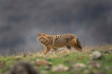 Golden jackal searching for food. Jackal moving in the Bulgaria mountains. Carnivore during winter. European nature. 