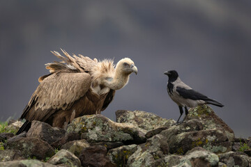 Griffon vultures searching for food. Vulture moving in the Bulgaria mountains. Scavenger during winter. European nature.