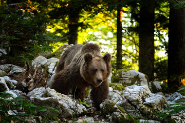 Brown bear searching for food. Bears moving in the Slovenia forest.  European nature.