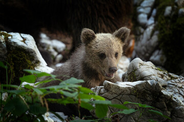 Obraz na płótnie Canvas Brown bear searching for food. Bears moving in the Slovenia forest. European nature.