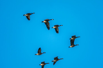 Flying Canada Goose Birds in Ridgefield National Wildlife Refuge, Washington State