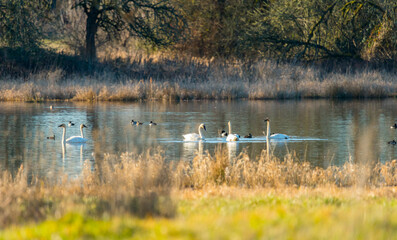 Birds in Ridgefield National Wildlife Refuge, Washington State