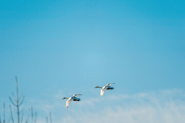 Obraz premium Flying Swans Birds in Ridgefield National Wildlife Refuge, Washington State