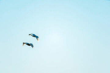 Flying Swans Birds in Ridgefield National Wildlife Refuge, Washington State