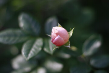 Bouquet of diverse blossom peony and yellow garden flowers