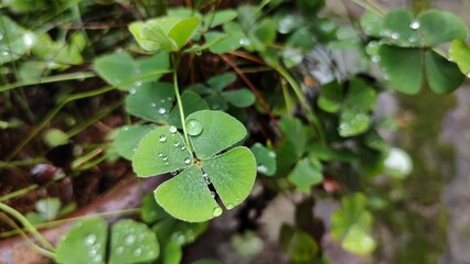 Four leaf lucky clover bush 