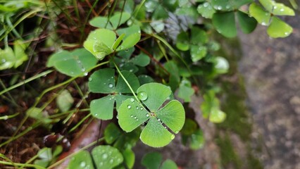 Four leaf lucky clover bush 