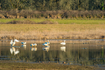 Birds in Ridgefield National Wildlife Refuge, Washington State