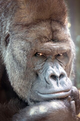 big black Western Lowland gorilla in nature, primate in wildlife - 486161107