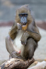 mandrill baboon monkey, Mandrillus sphinx