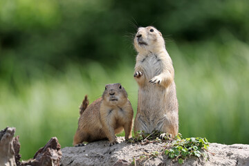 Prairie dogs, genus Cynomys outdoors in nature - 486161128