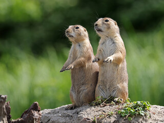Prairie dogs, genus Cynomys outdoors in nature - Powered by Adobe