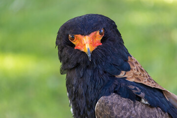 close up portrait of bateleur, Terathopius ecaudatus, bird with orange beak