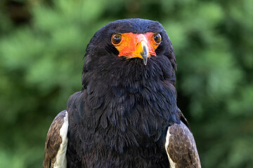 close up portrait of bateleur, Terathopius ecaudatus, bird with orange beak