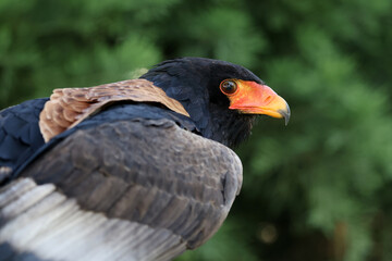 close up portrait of bateleur, Terathopius ecaudatus, bird with orange beak