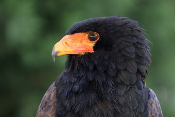 close up portrait of bateleur, Terathopius ecaudatus, bird with orange beak