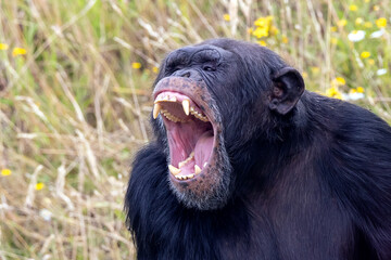 screaming, aggressive wild chimpanzee primate, Pan troglodytes - obrazy, fototapety, plakaty